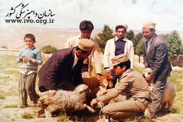 عکس های قدیمی دامپزشکی